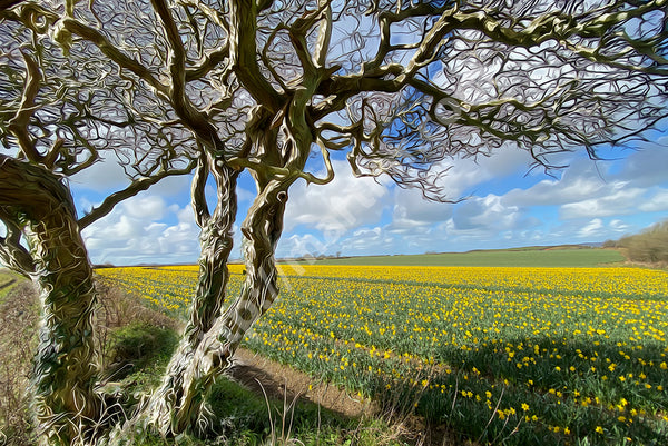 Daffodil Field