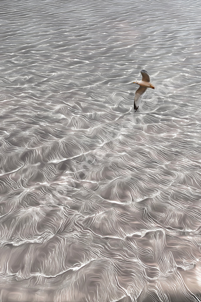 Floating Seagulls II