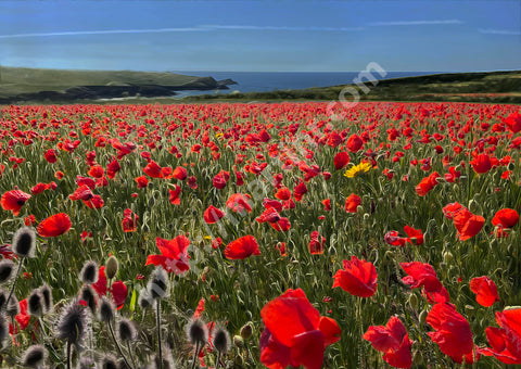 Poppy Field