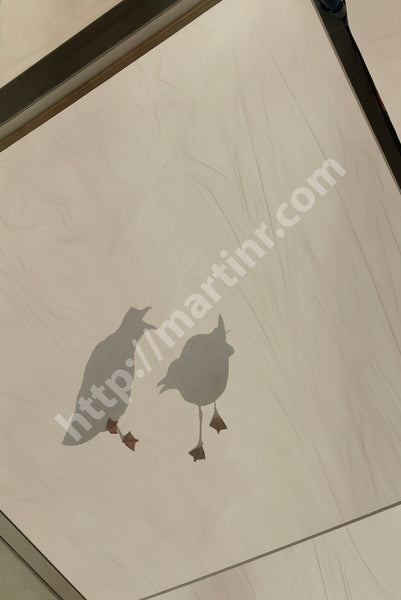 Seagull Encounter I