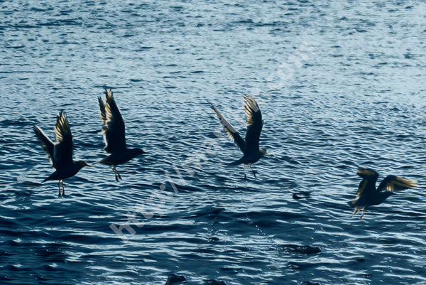Seagulls II