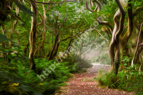 Wood Path II