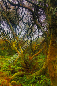 Enchanted Forest II