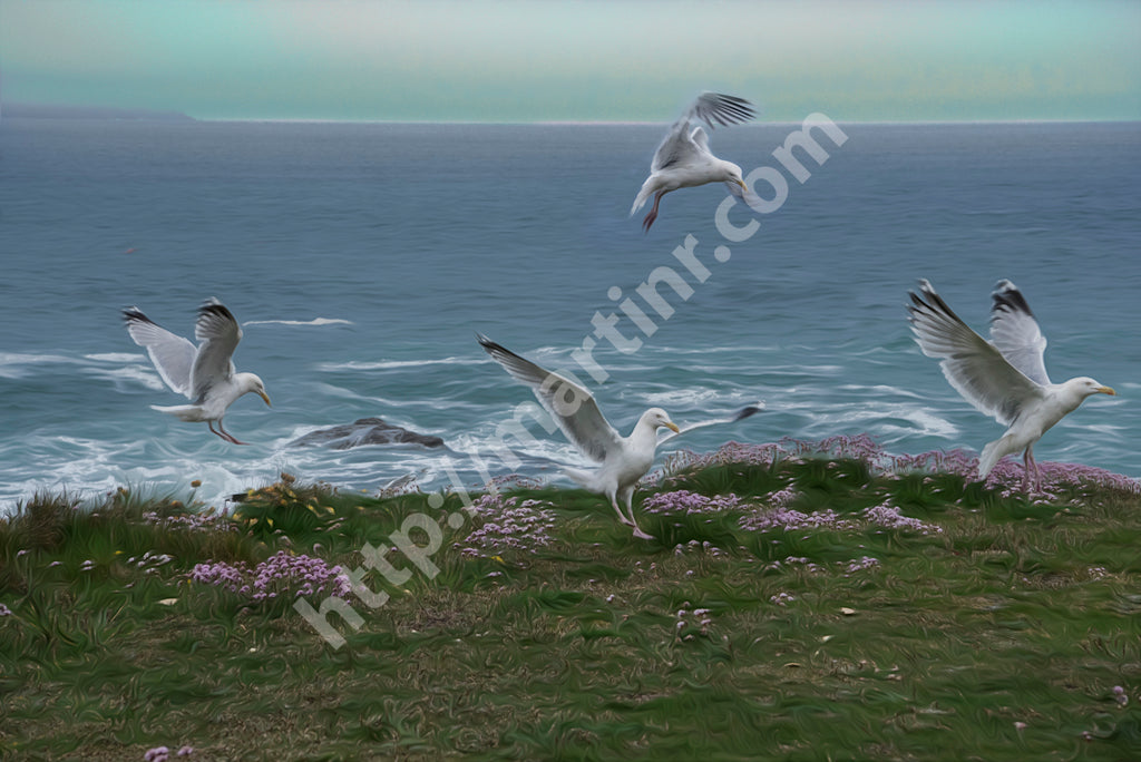 Seagulls I
