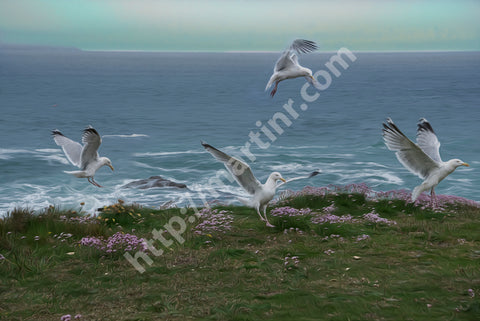 Seagulls I