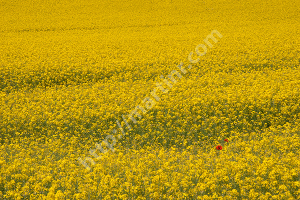 Yellow Field